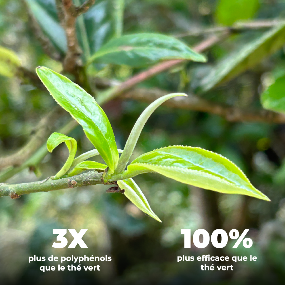 Thé Blanc Bio Premium