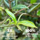 Thé Blanc Bio Premium